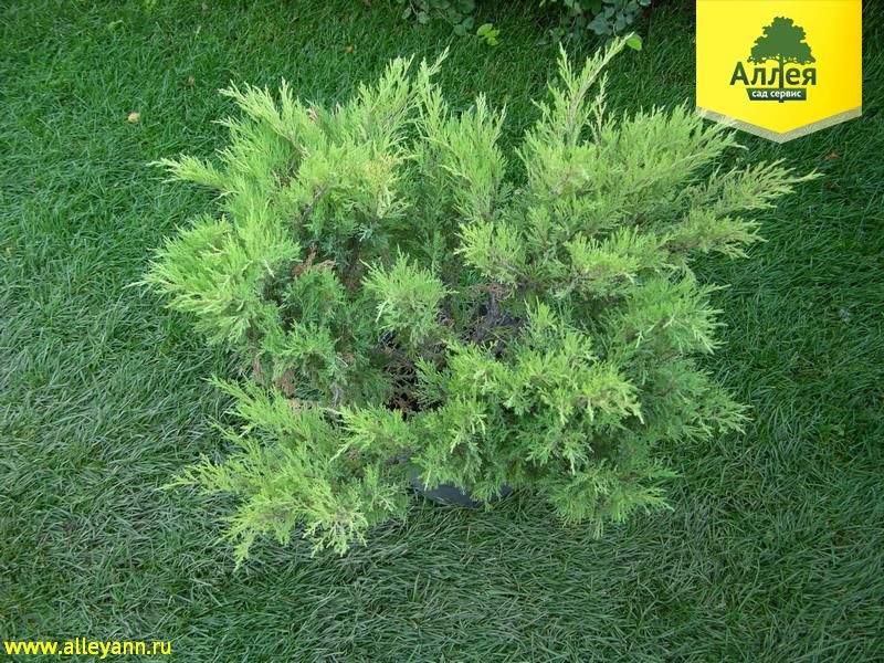 Можжевельник казацкий Мас купить в Нижнем Новгороде