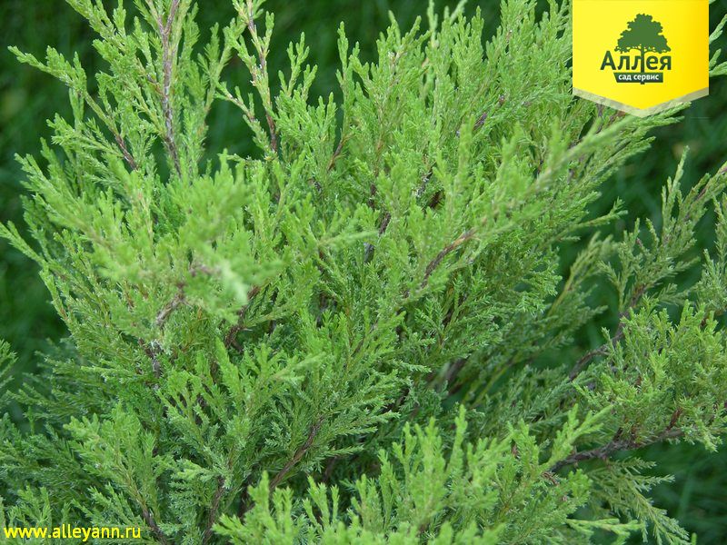 Можжевельник казацкий Мас купить в Нижнем Новгороде