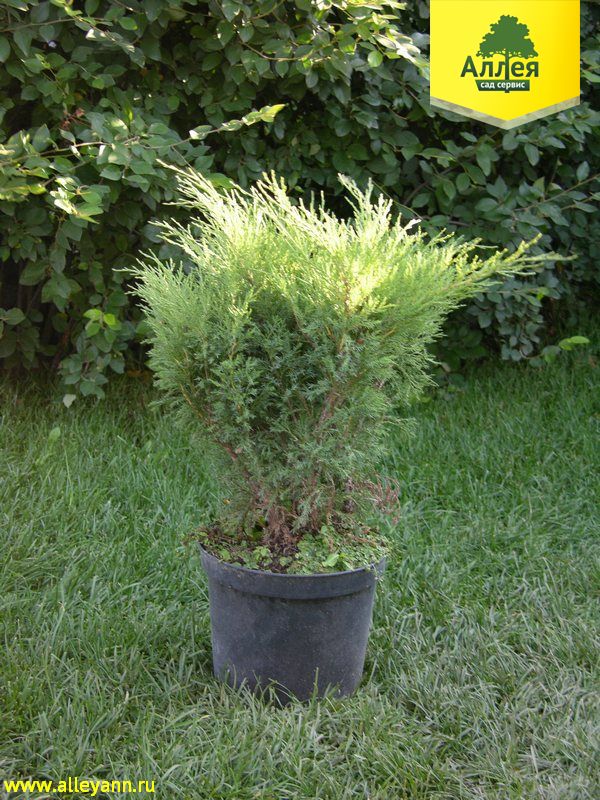 Можжевельник казацкий Мас купить в Нижнем Новгороде