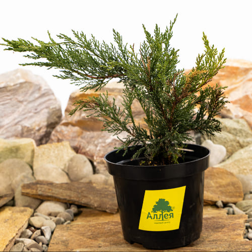 Можжевельник казацкий Тамарисцифолиа купить в Нижнем Новгороде