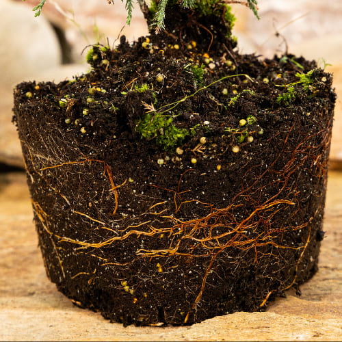 Можжевельник казацкий Тамарисцифолиа купить в Нижнем Новгороде