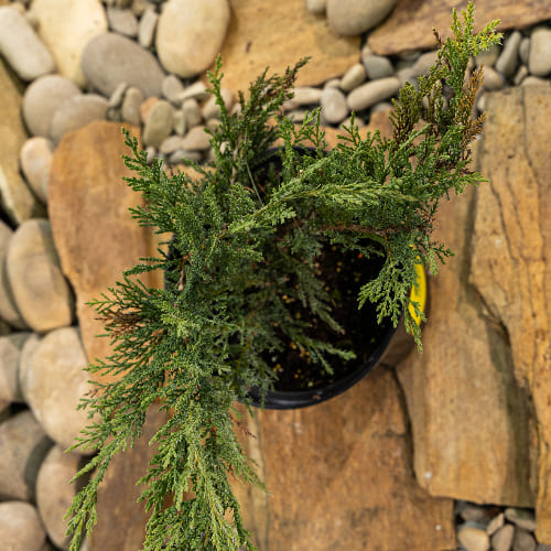 Можжевельник казацкий Тамарисцифолиа купить в Нижнем Новгороде