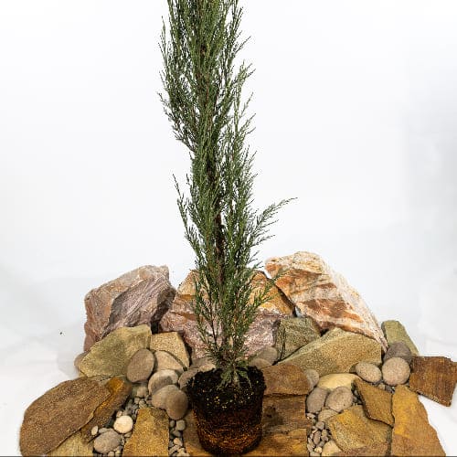 Можжевельник скальный Блю Эрроу купить во Владимире