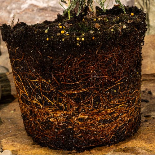 Можжевельник скальный Блю Эрроу купить во Владимире