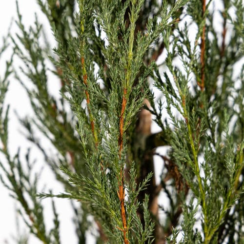 Можжевельник скальный Блю Эрроу купить во Владимире