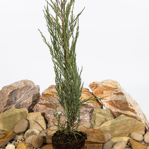 Можжевельник скальный Блю Эрроу купить во Владимире