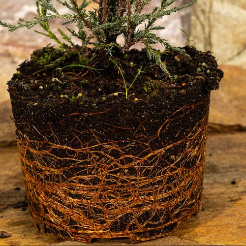 Можжевельник скальный Блю Эрроу купить во Владимире