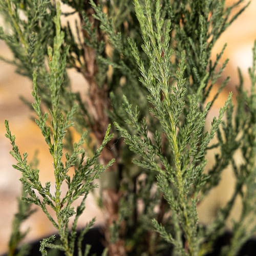 Можжевельник скальный Блю Эрроу купить во Владимире