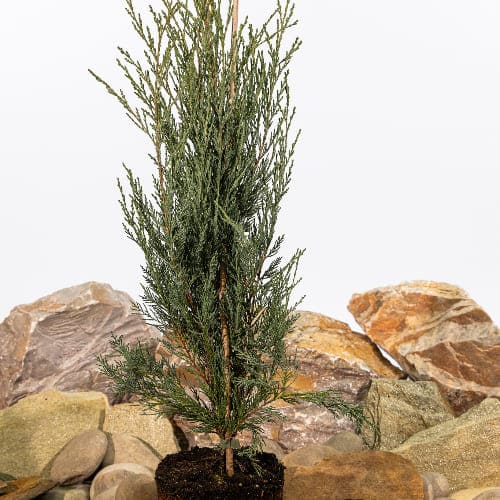 Можжевельник скальный Мунглоу купить во Владимире