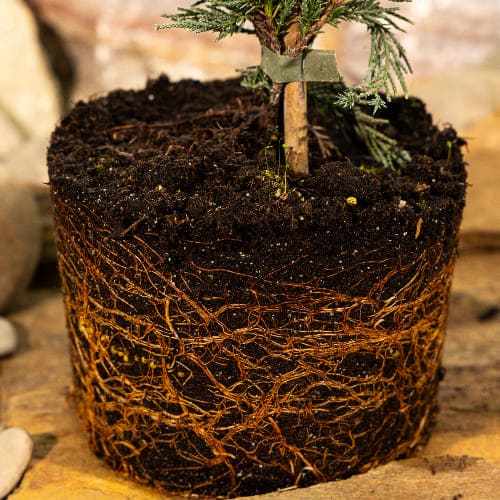 Можжевельник скальный Мунглоу купить во Владимире