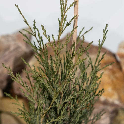 Можжевельник скальный Мунглоу купить во Владимире