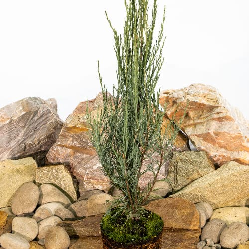 Можжевельник скальный Скайрокет купить во Владимире