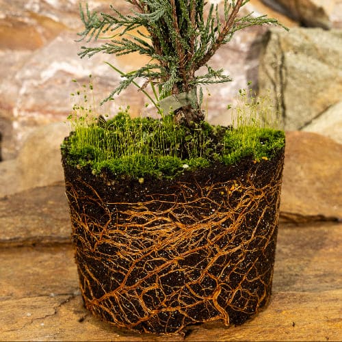 Можжевельник скальный Скайрокет купить во Владимире