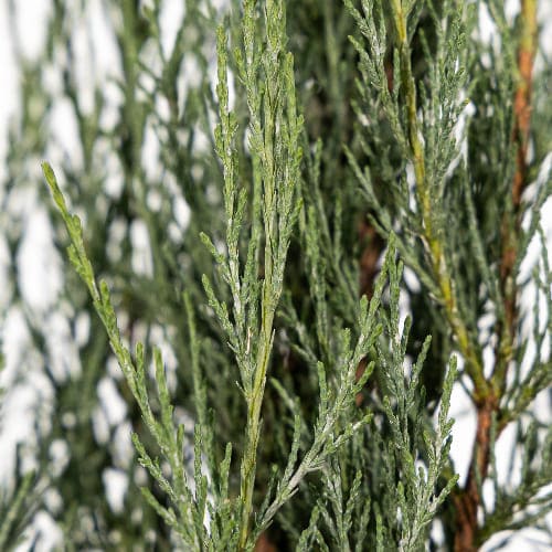 Можжевельник скальный Скайрокет купить во Владимире