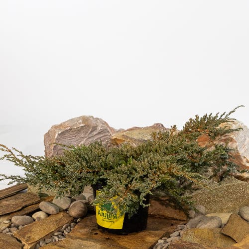 Можжевельник чешуйчатый Блю Карпет купить во Владимире