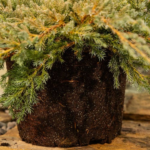 Можжевельник чешуйчатый Блю Карпет купить во Владимире