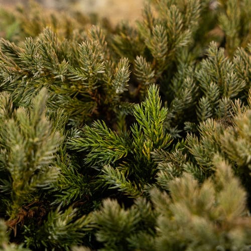Можжевельник чешуйчатый Блю Карпет купить во Владимире