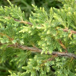 Можжевельник чешуйчатый Голд Тип купить в Нижнем Новгороде