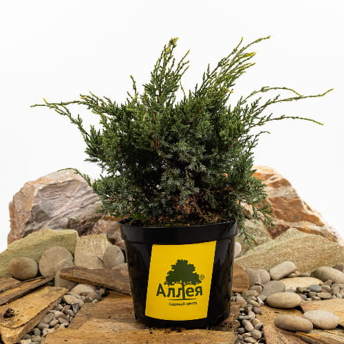 Можжевельник чешуйчатый Холгер купить в Нижнем Новгороде