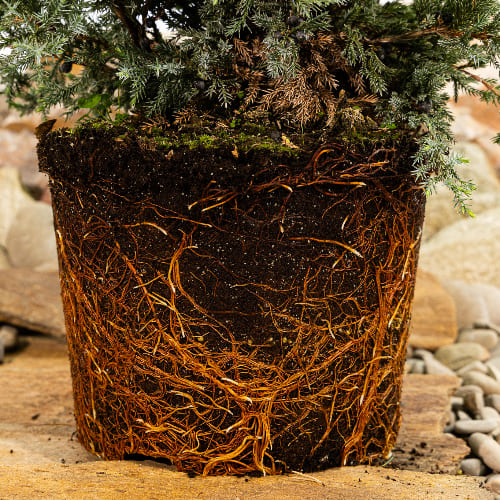 Можжевельник чешуйчатый Холгер купить в Нижнем Новгороде