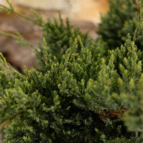 Можжевельник чешуйчатый Холгер купить в Нижнем Новгороде