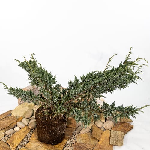 Можжевельник чешуйчатый Мейери купить во Владимире