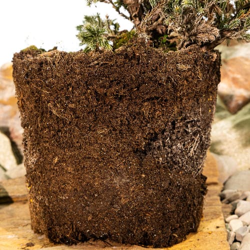 Можжевельник чешуйчатый Мейери купить во Владимире