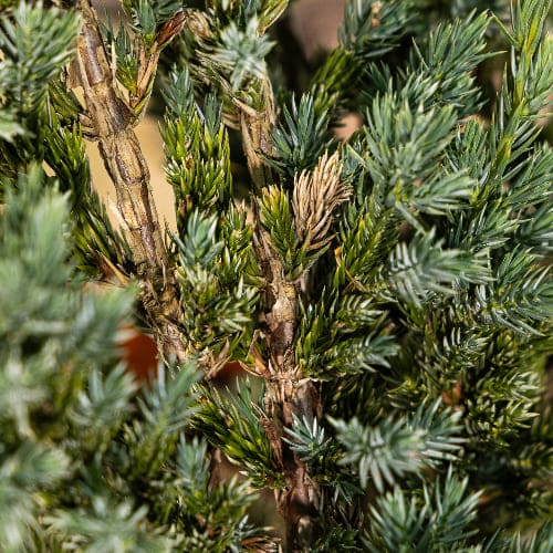 Можжевельник чешуйчатый Мейери купить во Владимире