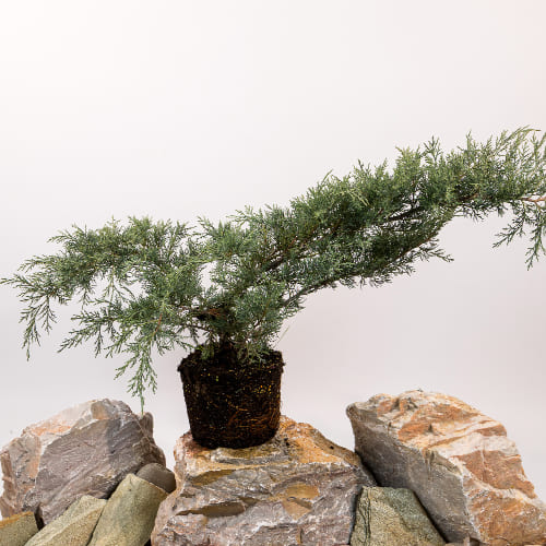 Можжевельник Виргинский Хетц купить во Владимире