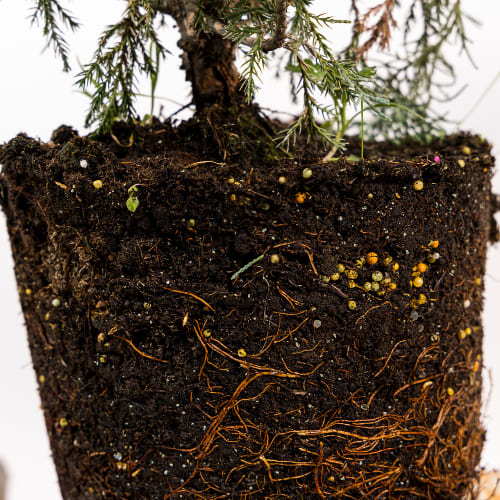 Можжевельник Виргинский Хетц купить во Владимире