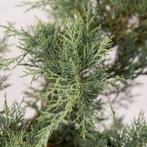 Можжевельник Виргинский Хетц купить во Владимире