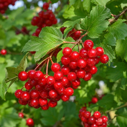 Калина Аккорд купить в Пензе