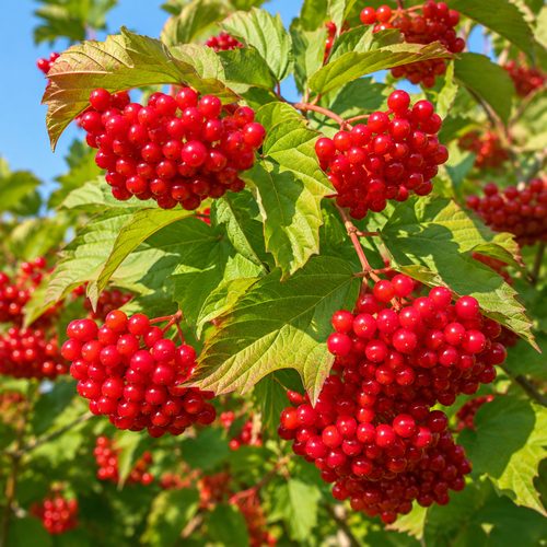 Калина Красная гроздь купить в Пензе