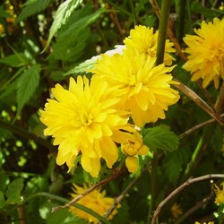 Керия японская Пленифлора купить во Владимире