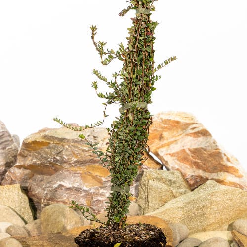 Клюква крупноплодная Стивенс купить во Владимире