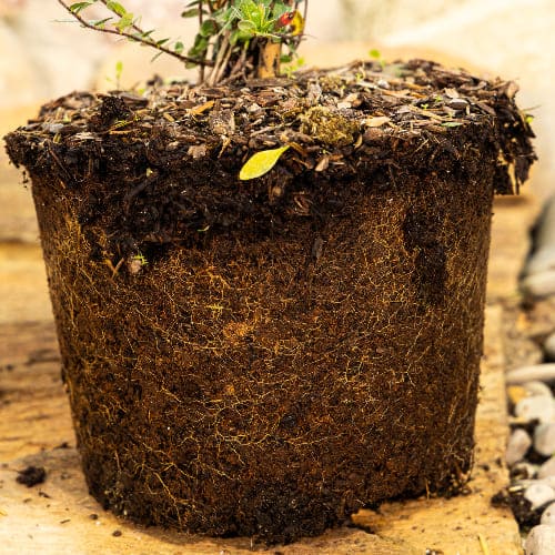 Клюква крупноплодная Стивенс купить во Владимире