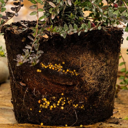 Клюква Отборная Форма купить во Владимире