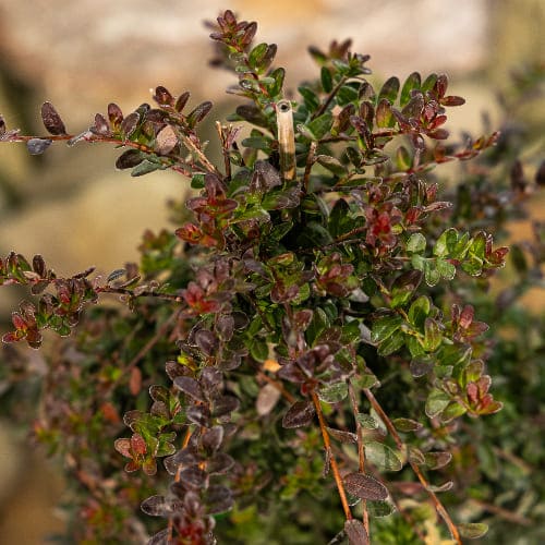 Клюква Отборная Форма купить во Владимире