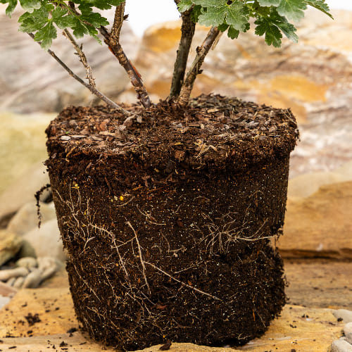 Крыжовник Балет купить в Нижнем Новгороде