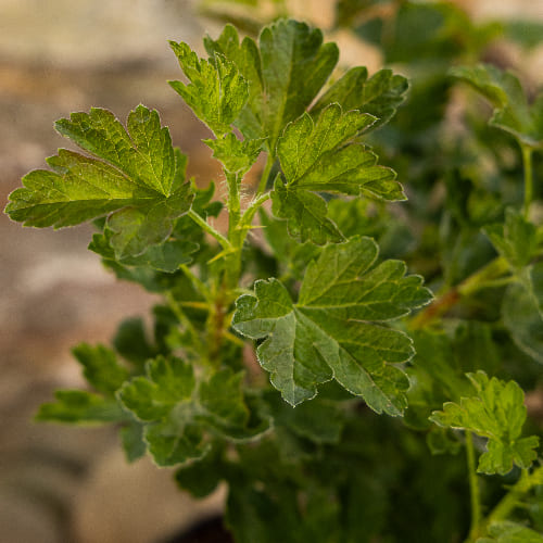 Крыжовник Балет купить в Нижнем Новгороде