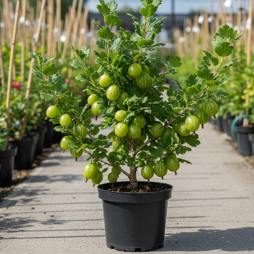 Крыжовник Изумруд купить в Чебоксарах