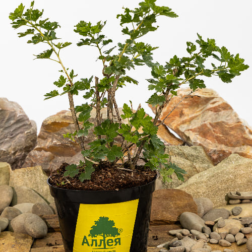 Крыжовник Консул купить в Нижнем Новгороде