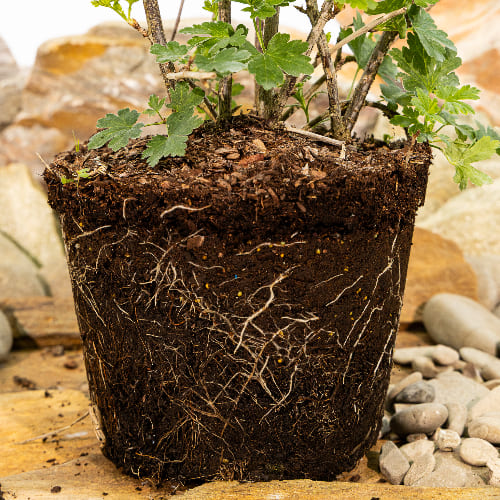 Крыжовник Консул купить в Нижнем Новгороде