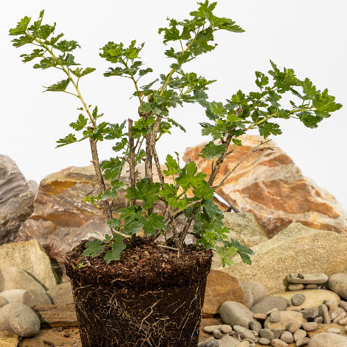 Крыжовник Консул купить в Нижнем Новгороде