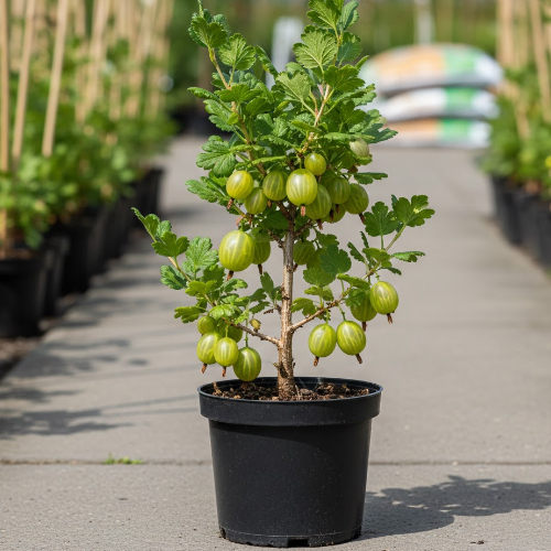 Крыжовник Платоновский купить в Чебоксарах