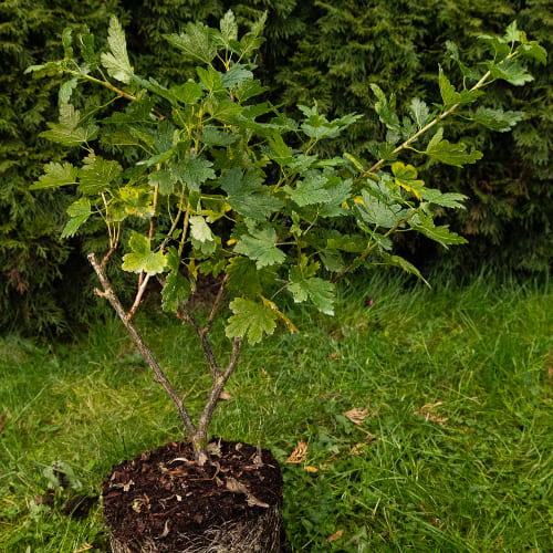 Крыжовник Серенада купить во Владимире