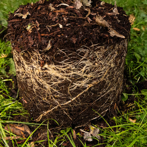 Крыжовник Серенада купить во Владимире