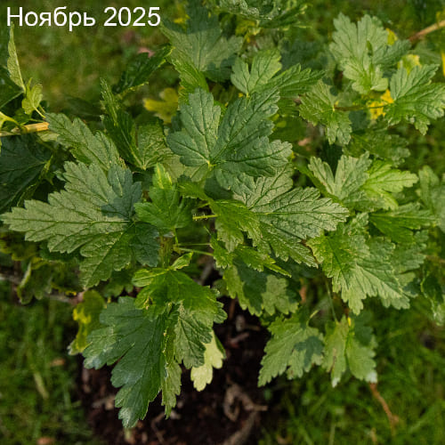 Крыжовник Серенада купить во Владимире