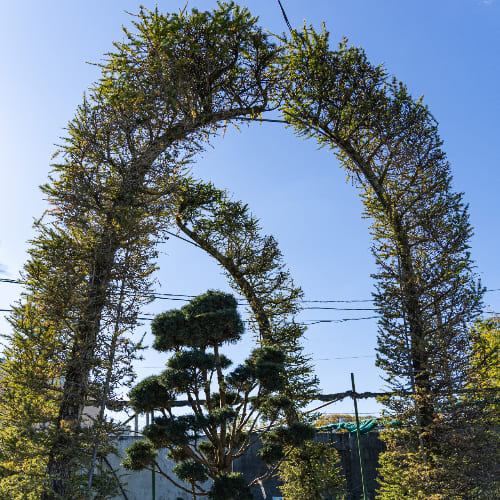 Лиственница японская купить во Владимире