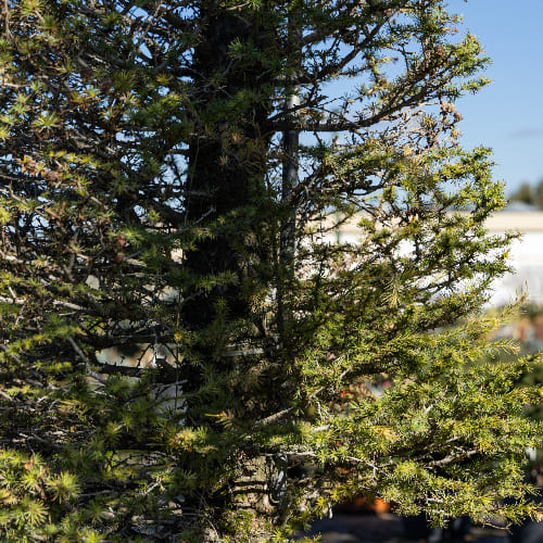 Лиственница японская купить во Владимире